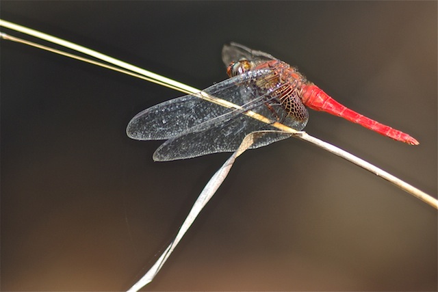 alua-1004.jpg